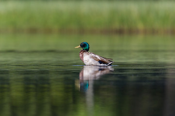 colorful male mallard duck (anas platyrhynchos) in deep green water