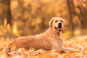 Golden Retriever dog relaxing in autumn park