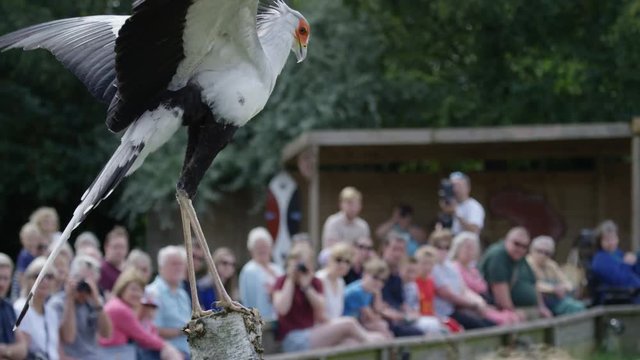  Secretary bird at a conservation center with visitors watching