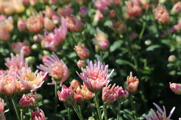 食用菊　家庭菜園