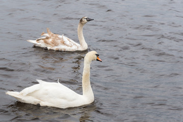 Two Beautiful White Swans