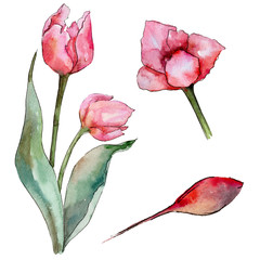 Fototapeta premium Wildflower tulip flower in a watercolor style isolated. Full name of the plant: tulip. Aquarelle wild flower for background, texture, wrapper pattern, frame or border.