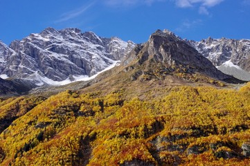 Mountain peaks with snow and mountain forest in the golden autumn
