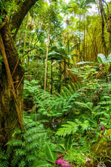 Fototapeta premium Jungle Foliage