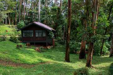 House in the forest, Holiday apartment - wooden cottage in rain forest.