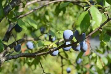 Ripe plums on a tree branch in the garden