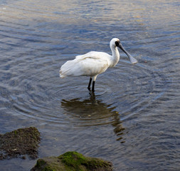 A Spoonbill wading