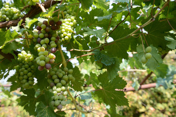 Unripe green grapes in the vineyard illuminated by sunlight