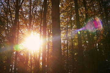 Obraz na płótnie Canvas Wald im Herbst