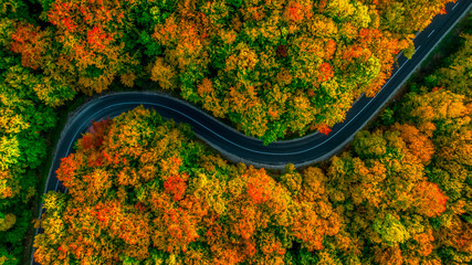 Aerial view of thick forest in autumn with road cutting through - obrazy, fototapety, plakaty