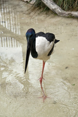 black-necked stork