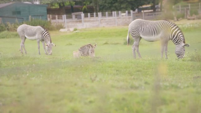  Zebra family at wildlife park, adult animals with young foal grazing on grass