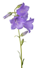three bellflower violet large blooms on stem