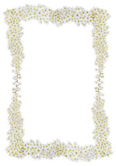 frame from spring branches with white small flowers