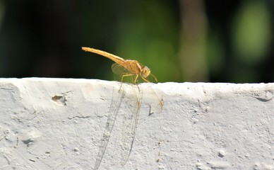 Marvelous yellow dragonfly