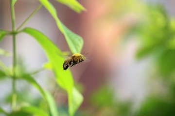 A big hovering bee