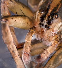spider eyes close up macro 
