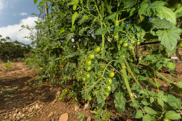 Fototapeta na wymiar Unripe cherry tomatoes. Tomato plant growing in a vegetable garden and blue sky in the background
