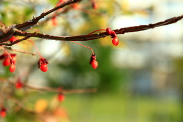 Scenery of park in autumn of Sapporo