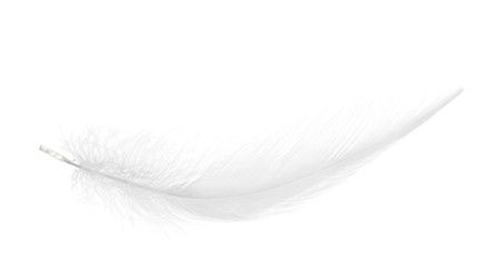 pure white isolated soft feather
