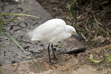 little egret
