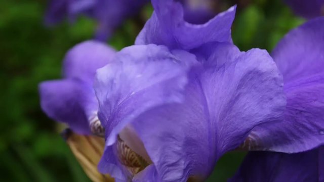Blue irises closeup moving on the wind. Video footage HD static camera.