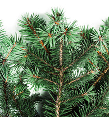 Background with christmas tree branches and space for text  for Christmas card, banner, flyer, wallpapers .