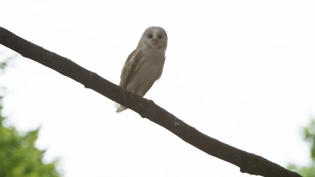  Barn owl takes flight in natural environment. No people.