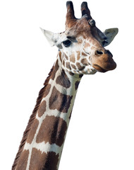 giraffe head isolated on white