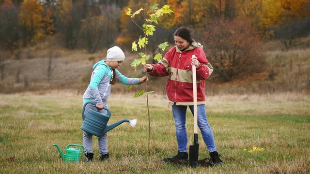 Young woman, together with her daughter, plant a young maple tree. Against the background of a beautiful autumn landscape. Concept - activity, a healthy lifestyle