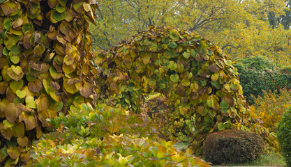 Colorful leaves in the autumn park