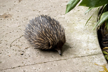 echidna