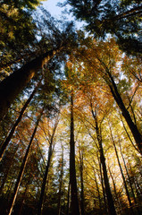 Wald im Herbst, Panorama