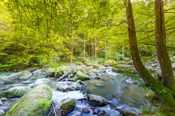 Obraz premium Mountain river background. Green nature scenery with fast river stream and relaxing environment
