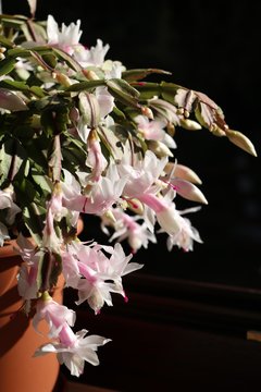 White buds and flowers of schlumbergera truncata