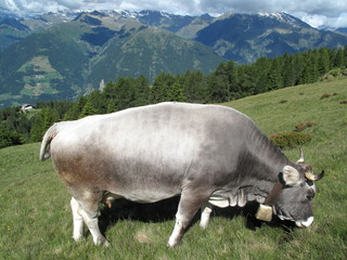 Kuh in den Österreichischen Alpen.
