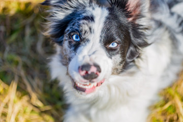 Border Collie, blue merle dog playing outdoors