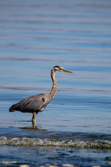 Kanadareiher (Ardea herodias) im flachen Wasser am Island View Beach auf Vancouver Island, Kanada.
