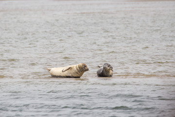 Fototapeta premium Seehunde (Phoca vitulina) im Watt bei der nordfriesischen Nordseeinsel Juist in Deutschland, Europa.