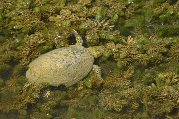 Obraz premium Galapago europeo - Parque Natural S'Albufera (Mallorca, Spain)