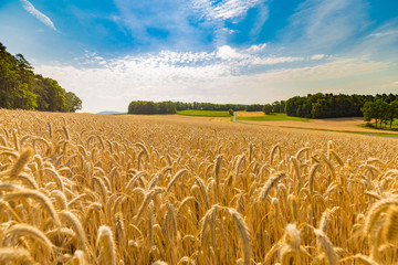 Agriculture landscape background