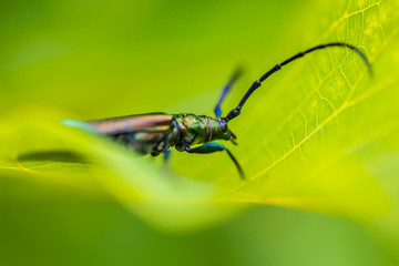 Amazing nature background with green leaves and colorful insect