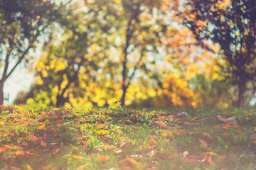 Autumn leaves with blurred background