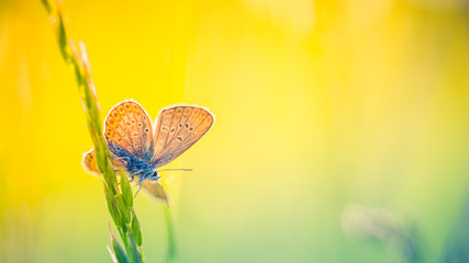 Nature background concept. Beautiful summer nature meadow background. Flowering green meadow on spring sunset light. Bright summer spring nature banner design. Inspirational nature closeup meadow.