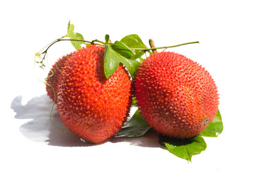 Baby Jackfruit Spiny Bitter Gourd, Sweet Gourd, Cochinchin Gourd,Momordica cochinchinensis.