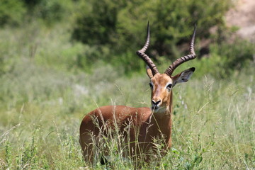 South Africa Nature and Wild Life