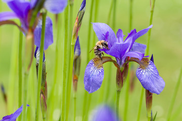 Closeup of apis honey bee visiting blooming purple iris sibirica sibirian iris in spring in front of natural green background.  Selective focus. Shallow depth of field.