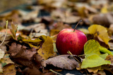 autumn, red apple lying on the leaf