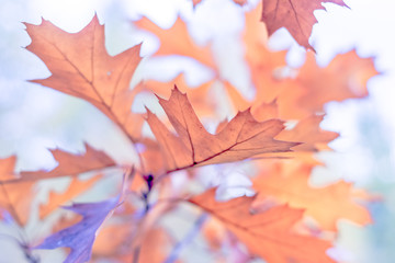 Beautiful branch with orange and yellow oak leaves in late autumn or early winter, morning frost, tender blurry romantic light blue background for design.