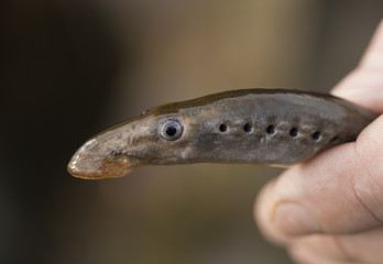 Lamprey (Petromyzontiformes) in the hand. She is alive. It is considered a delicacy fish.